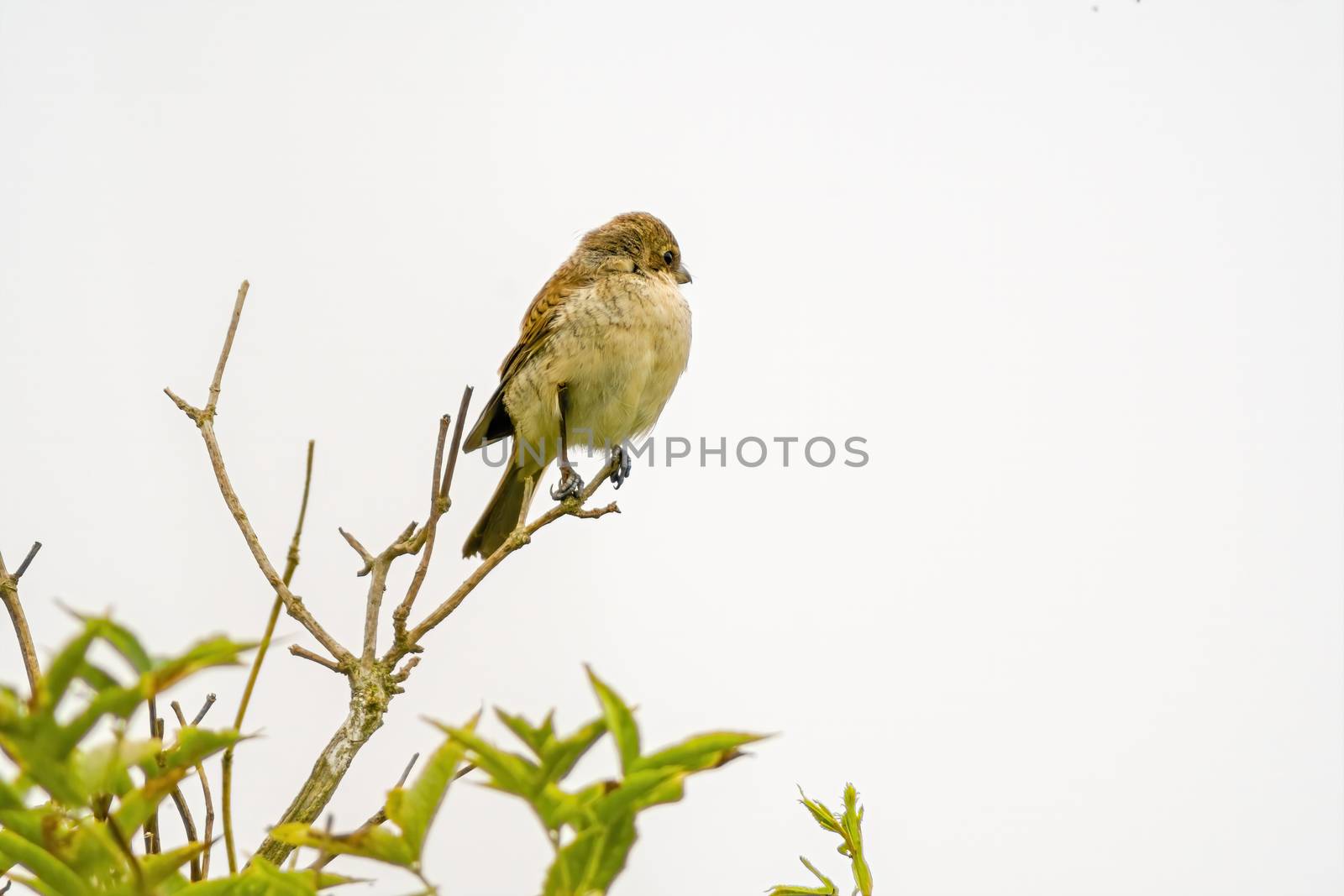 a little young bird on a branch in nature by mario_plechaty_photography