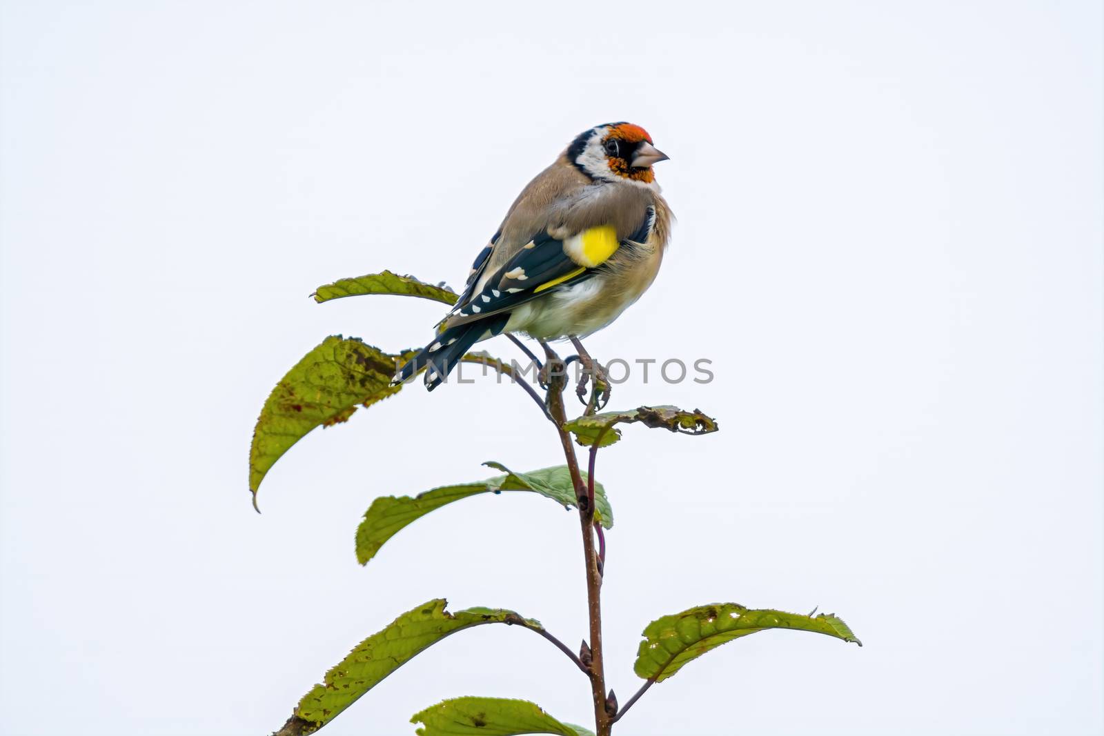 a little young bird on a branch in nature by mario_plechaty_photography