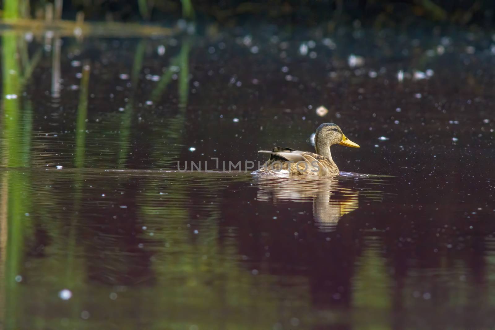 a little young bird on the water in nature by mario_plechaty_photography