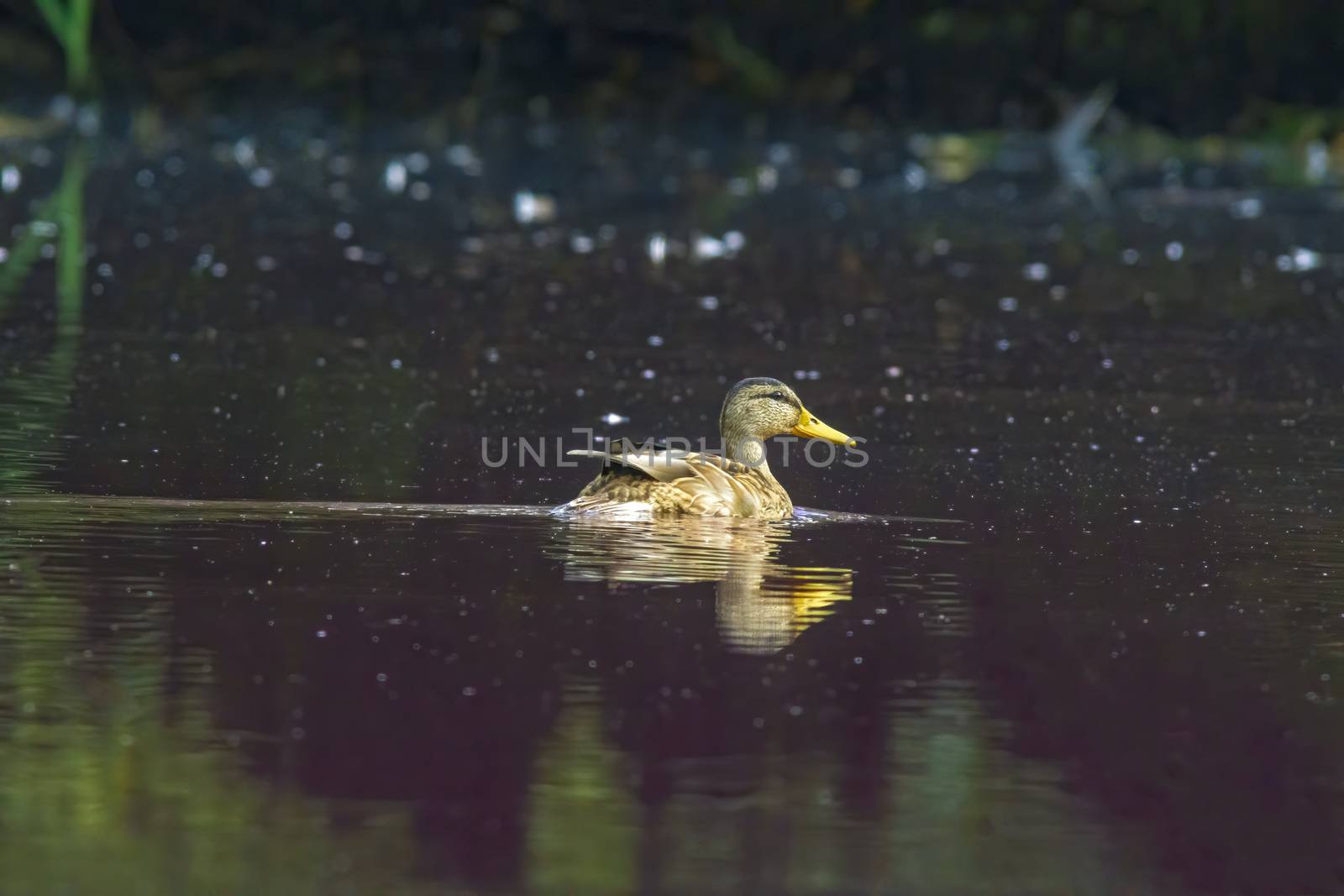 a little young bird on the water in nature by mario_plechaty_photography