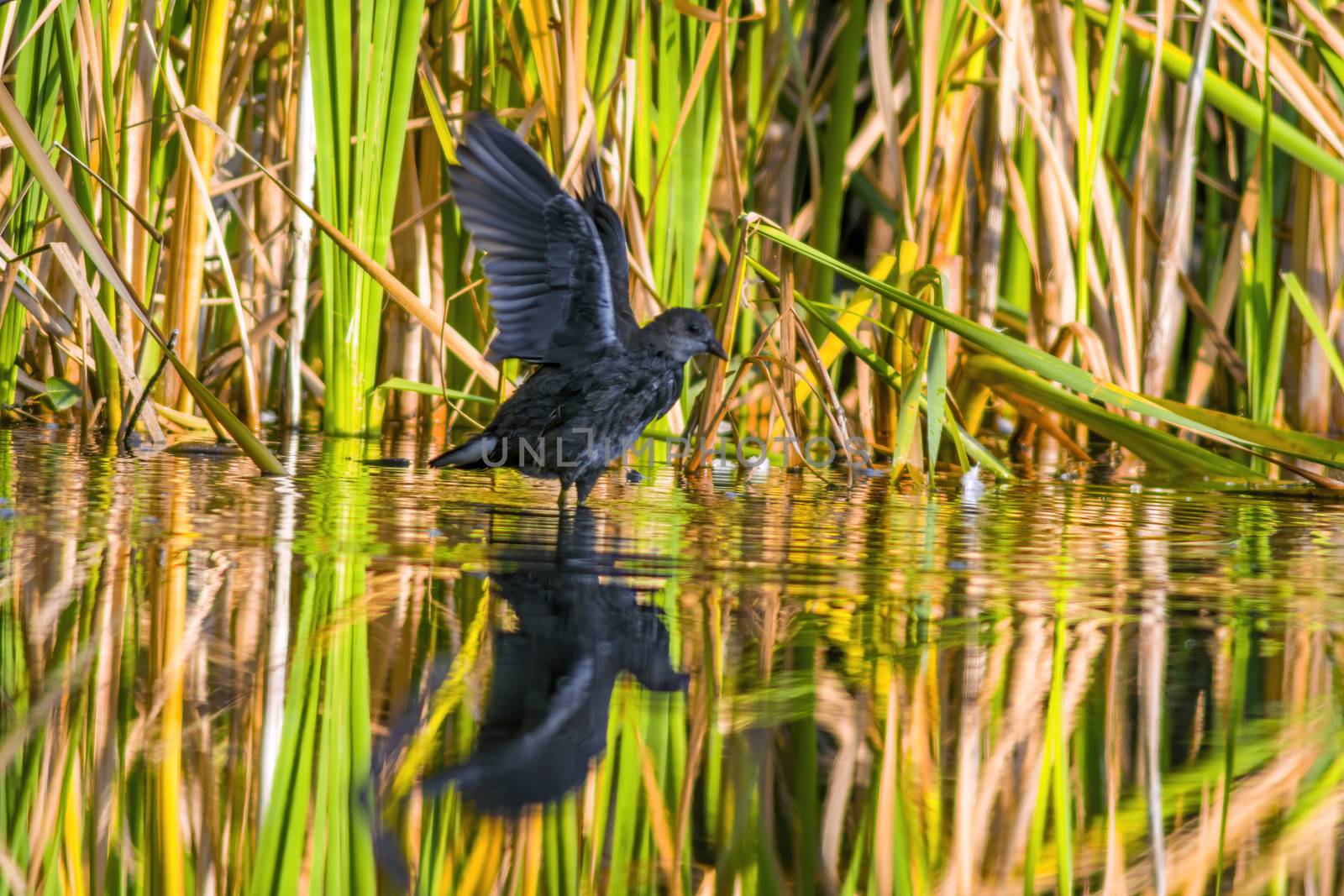 a little young bird on the water in nature by mario_plechaty_photography