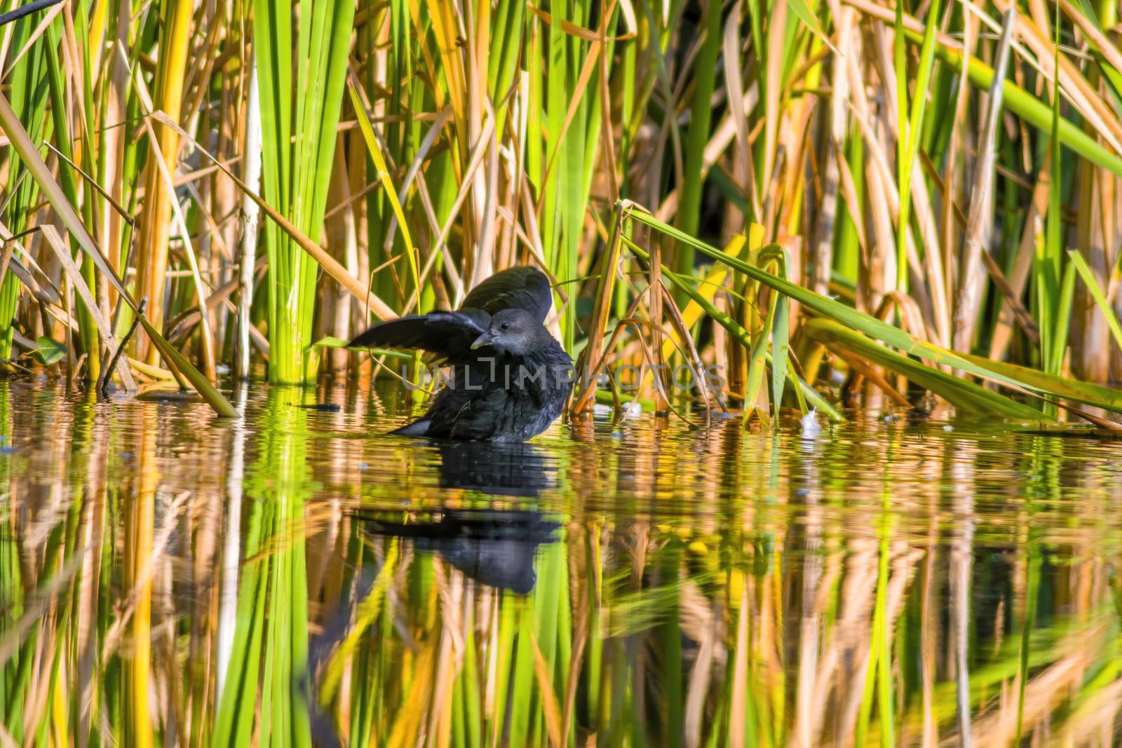 a little young bird on a pond in nature