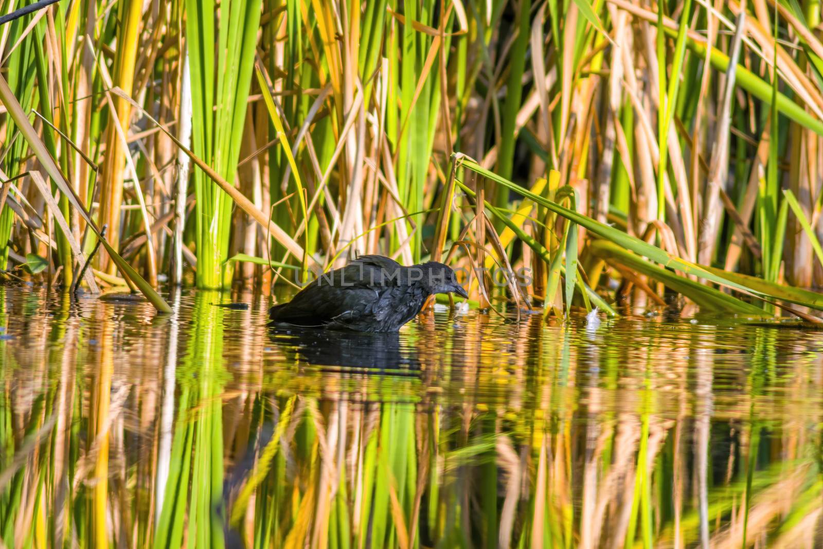 a little young bird on the water in nature by mario_plechaty_photography