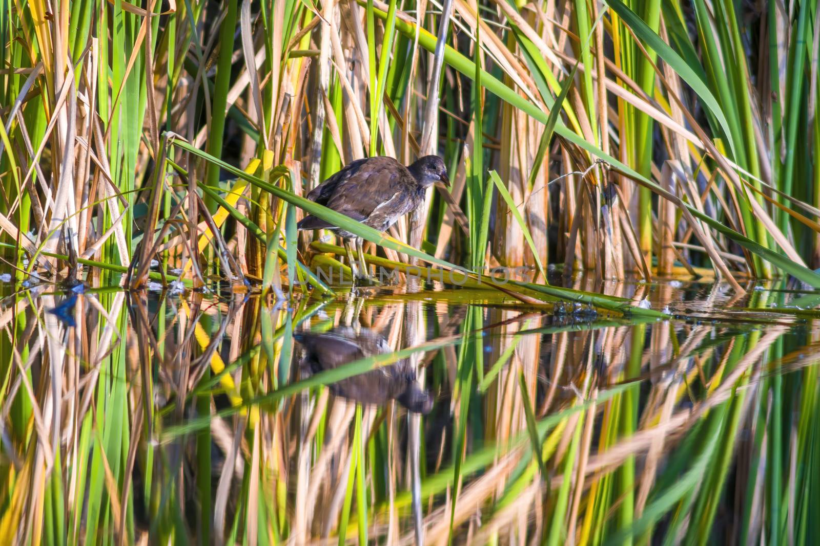 a little young bird on a pond in nature