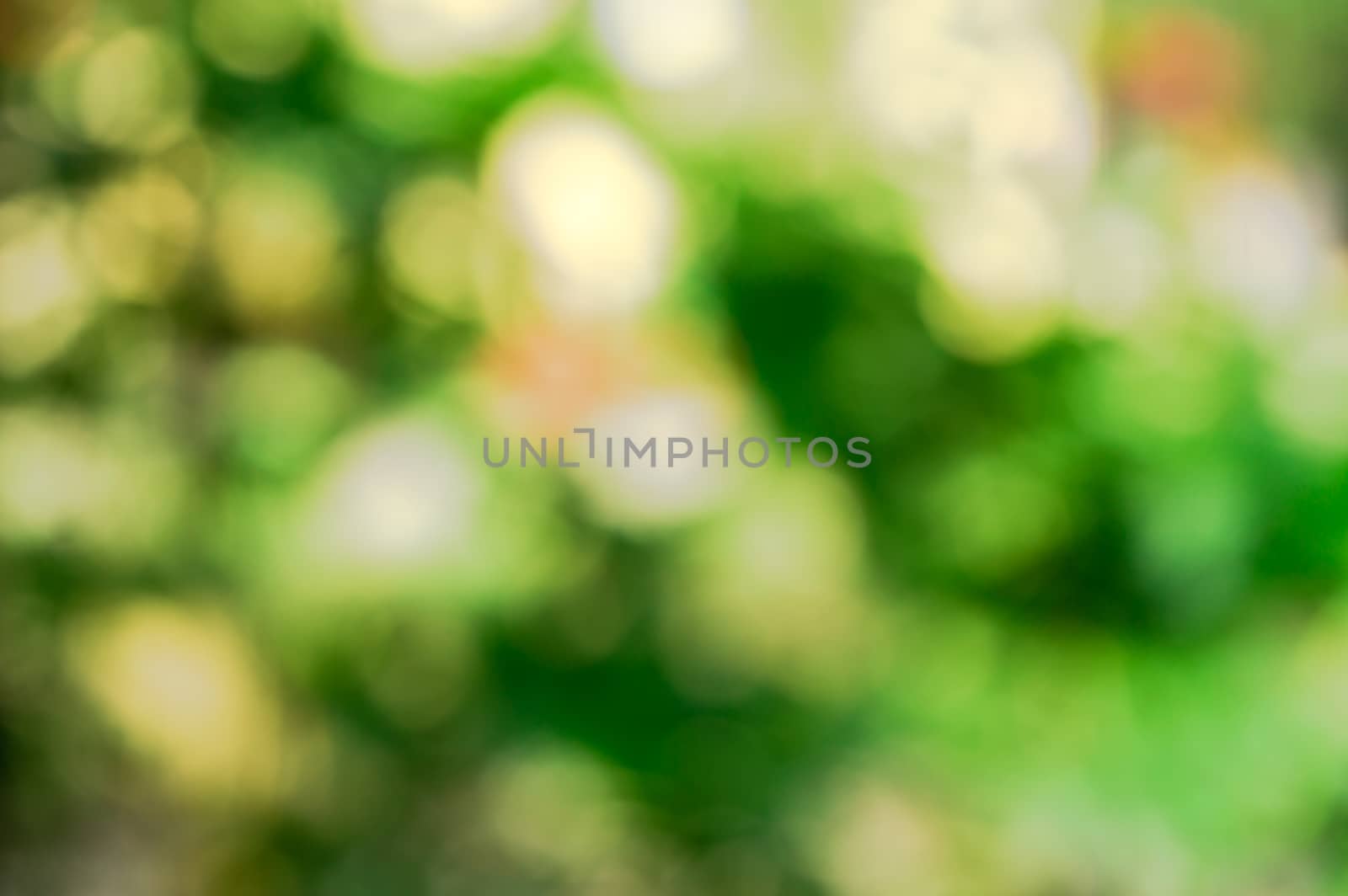 Shiny highlights of Sunlight shines through Out of focus Green leaves create a beautiful bokeh composition. Nature Background image. Cpoy Space room for black color text on green background.