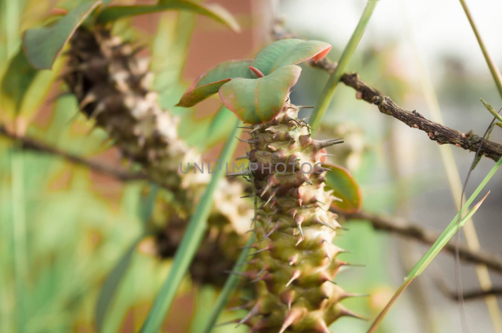 Close up of spiked sharp thorn and needle part of Euphorbia Milii crown of thorns cactus plant in sunlight. Selective focus. It is a spiny shrubs and cactus like (shrubby plant on woody stem) succulents tropical species grown as ornamental houseplant