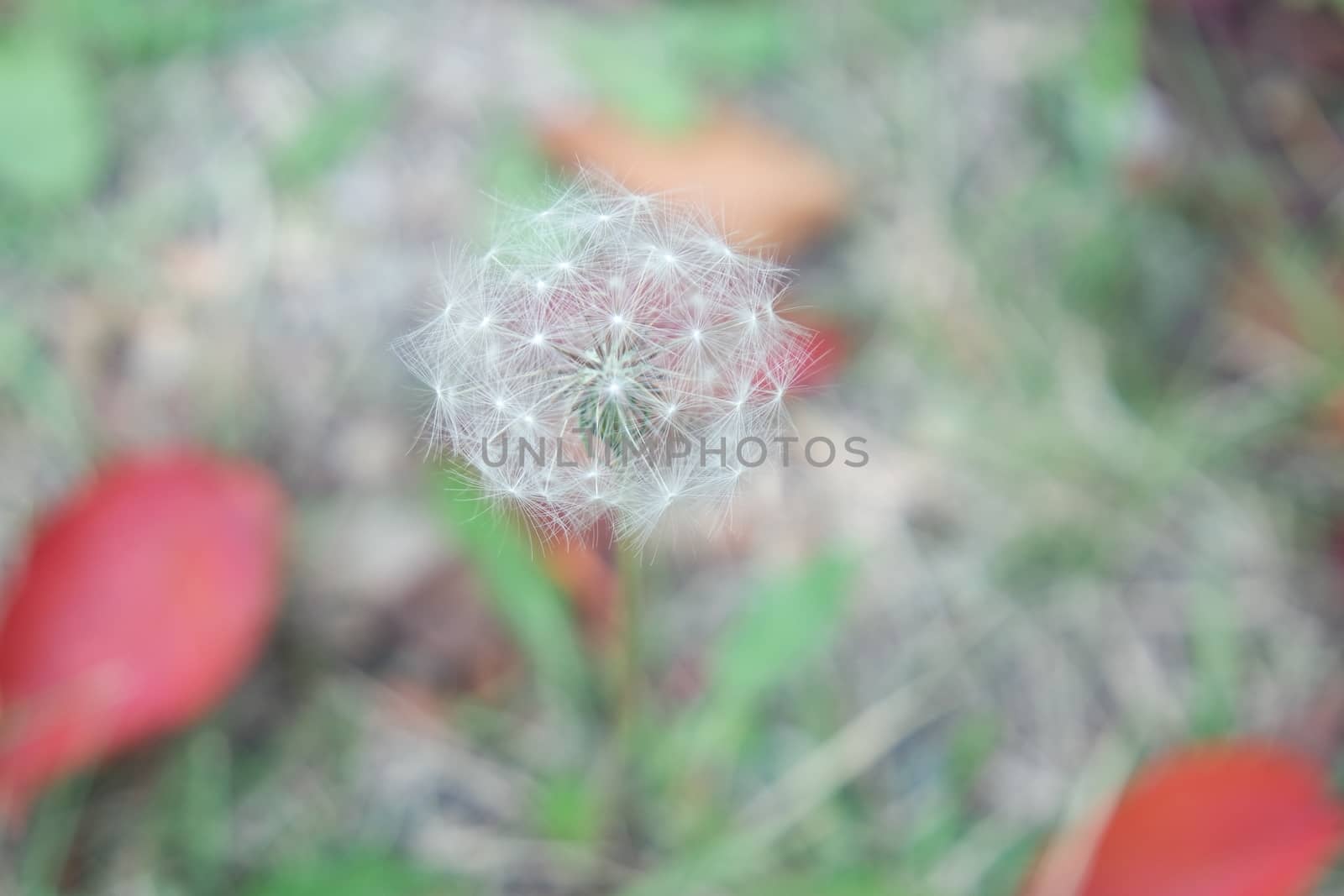 Delicate fluffy flower of dandelion selectively focused on a blurred green background. A closeup view