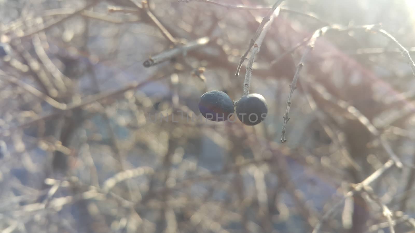 Closeup view of Black mountain ash berries: A selective focus view