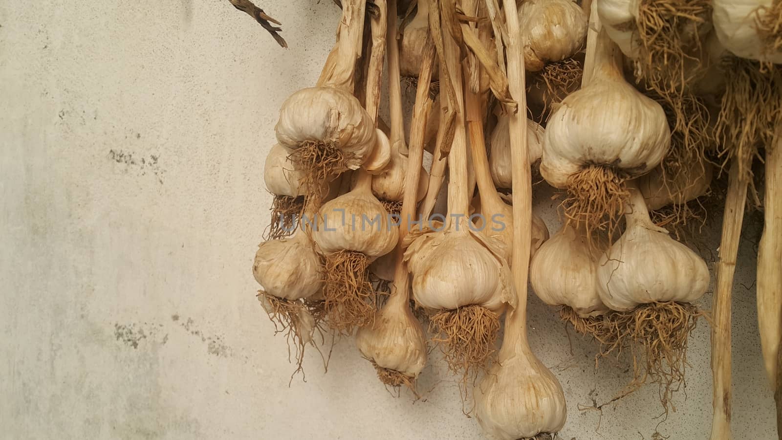 Garlic is aromatic and flavorful herb for consumption and use in spices and for medicinal purposes. Close-up view of dry garlic bulbs background.