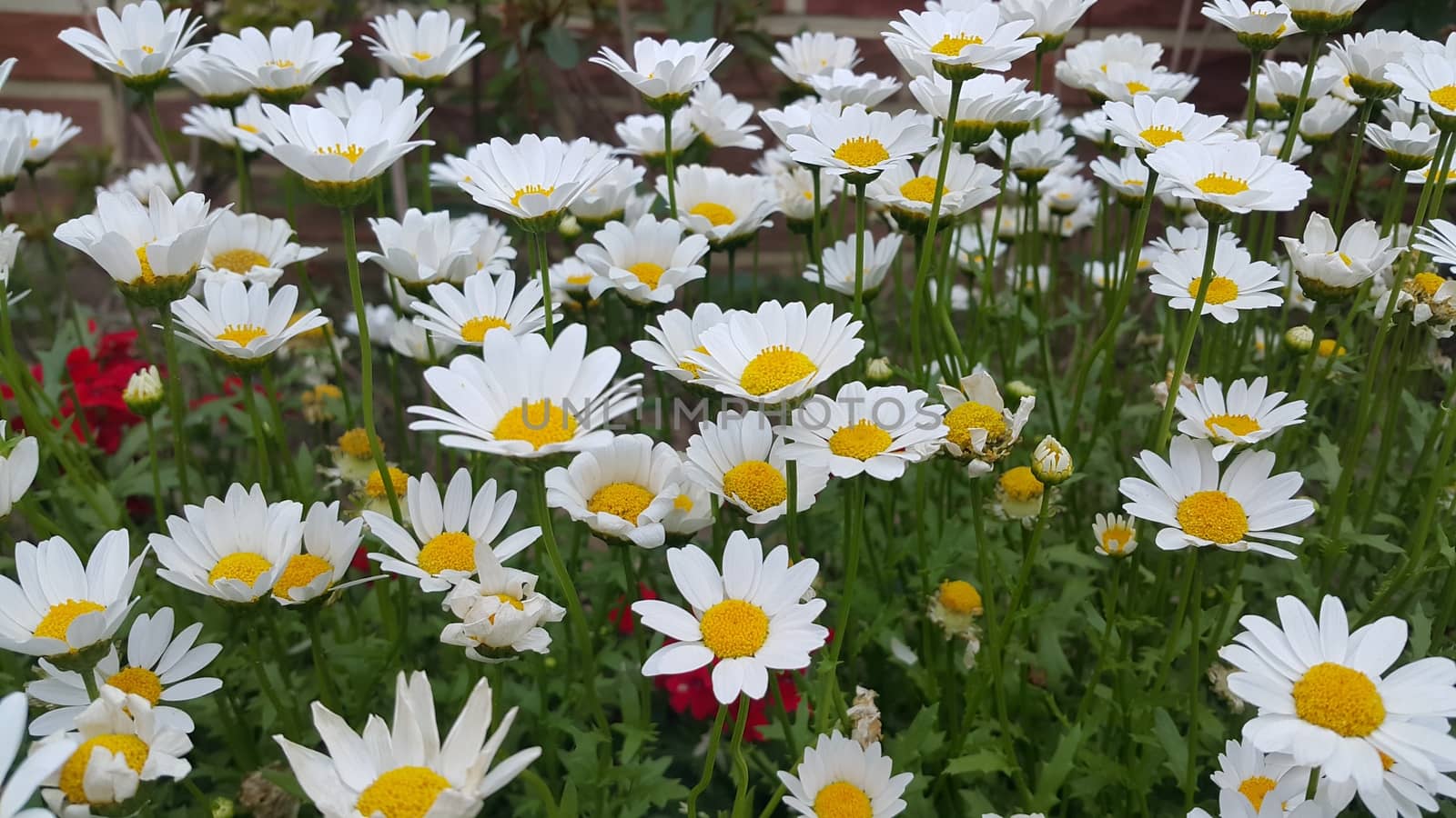 Close up of a lovely fresh white flower with green leaves background by Photochowk