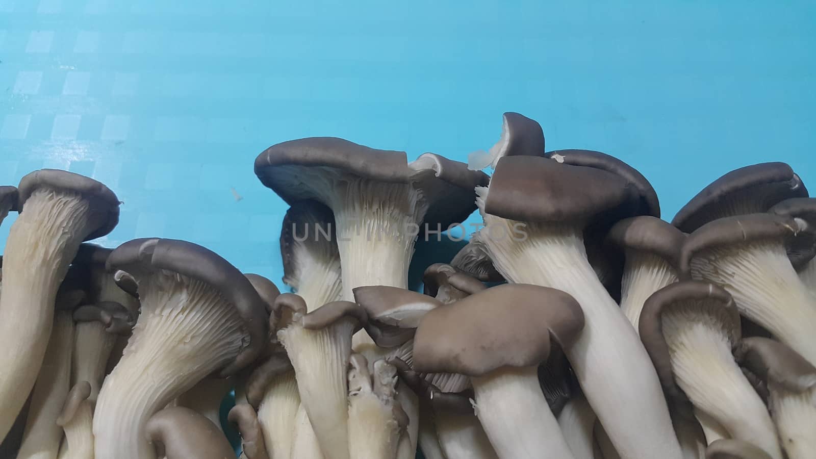 Closeup view of big pile of fresh harvested mushrooms. Food background of mushrooms in market for sale. A Vegetables background
