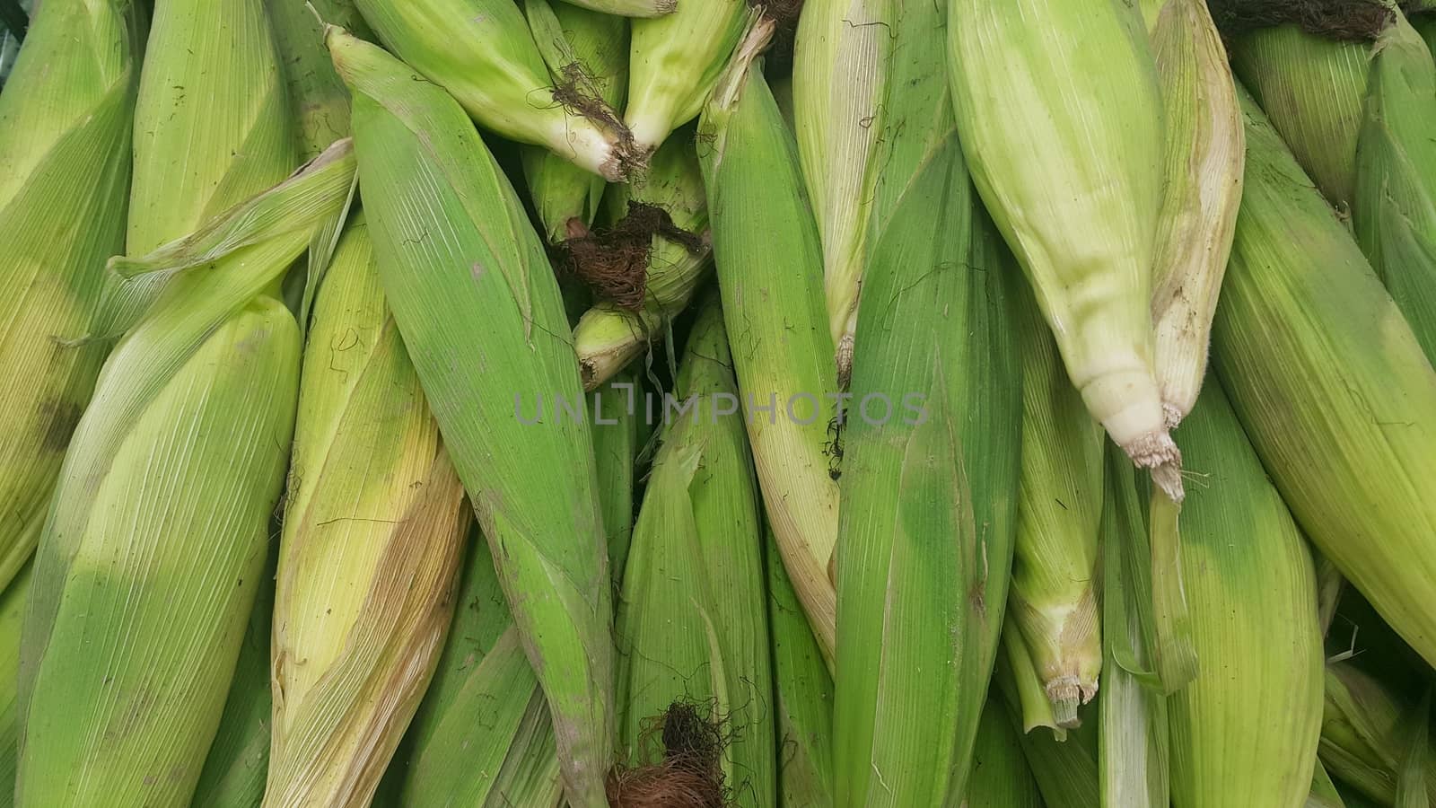 Closeup view of corncob surrounded with green leaves by Photochowk