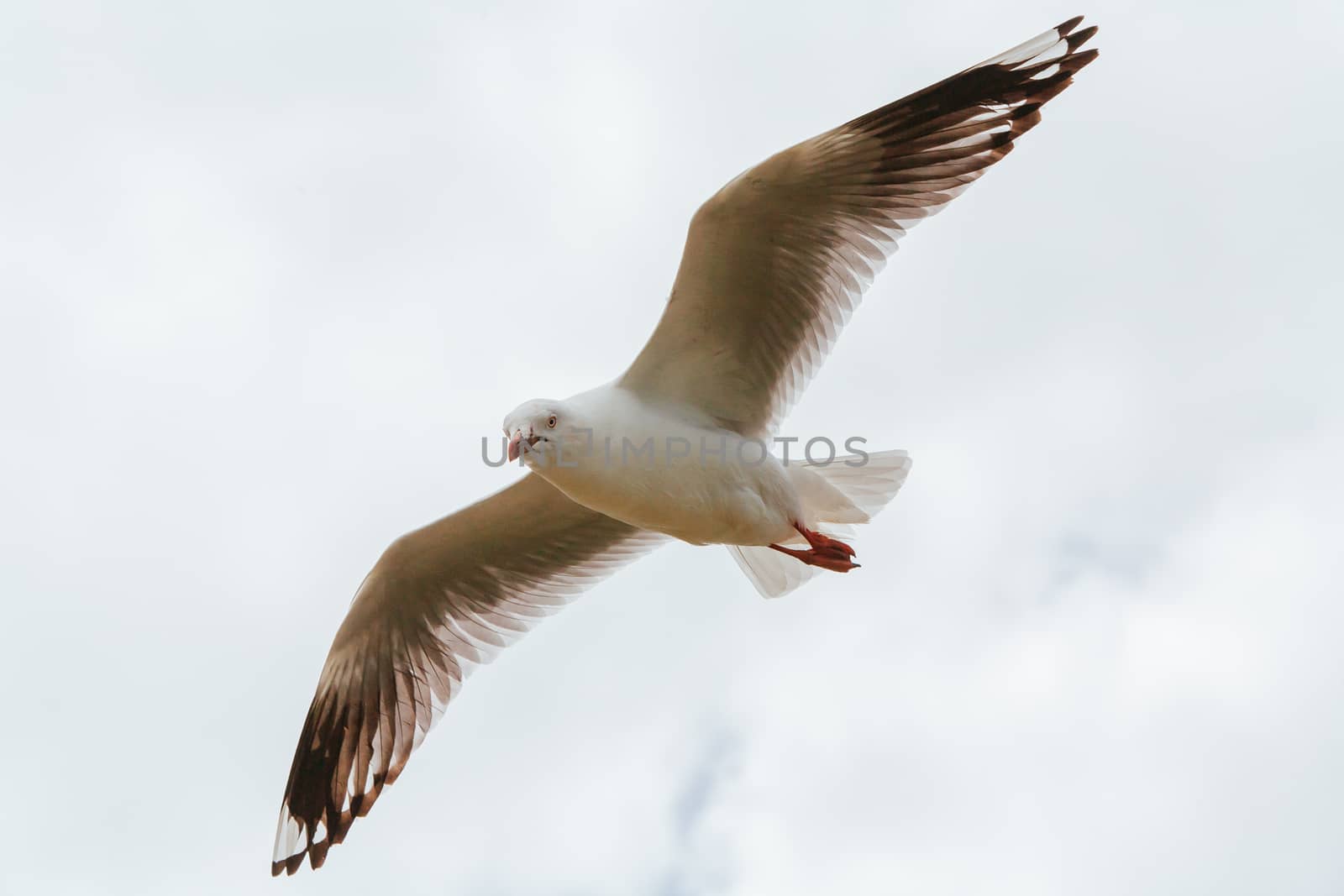 A seagull watches over its nest in Phillip Island, Victoria, Australia