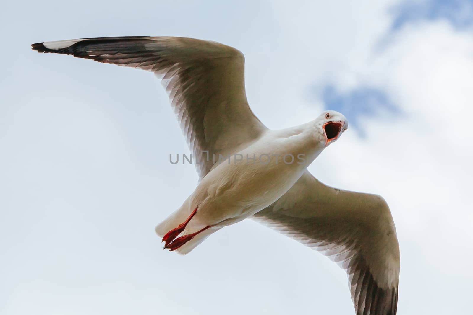 A seagull watches over its nest in Phillip Island, Victoria, Australia