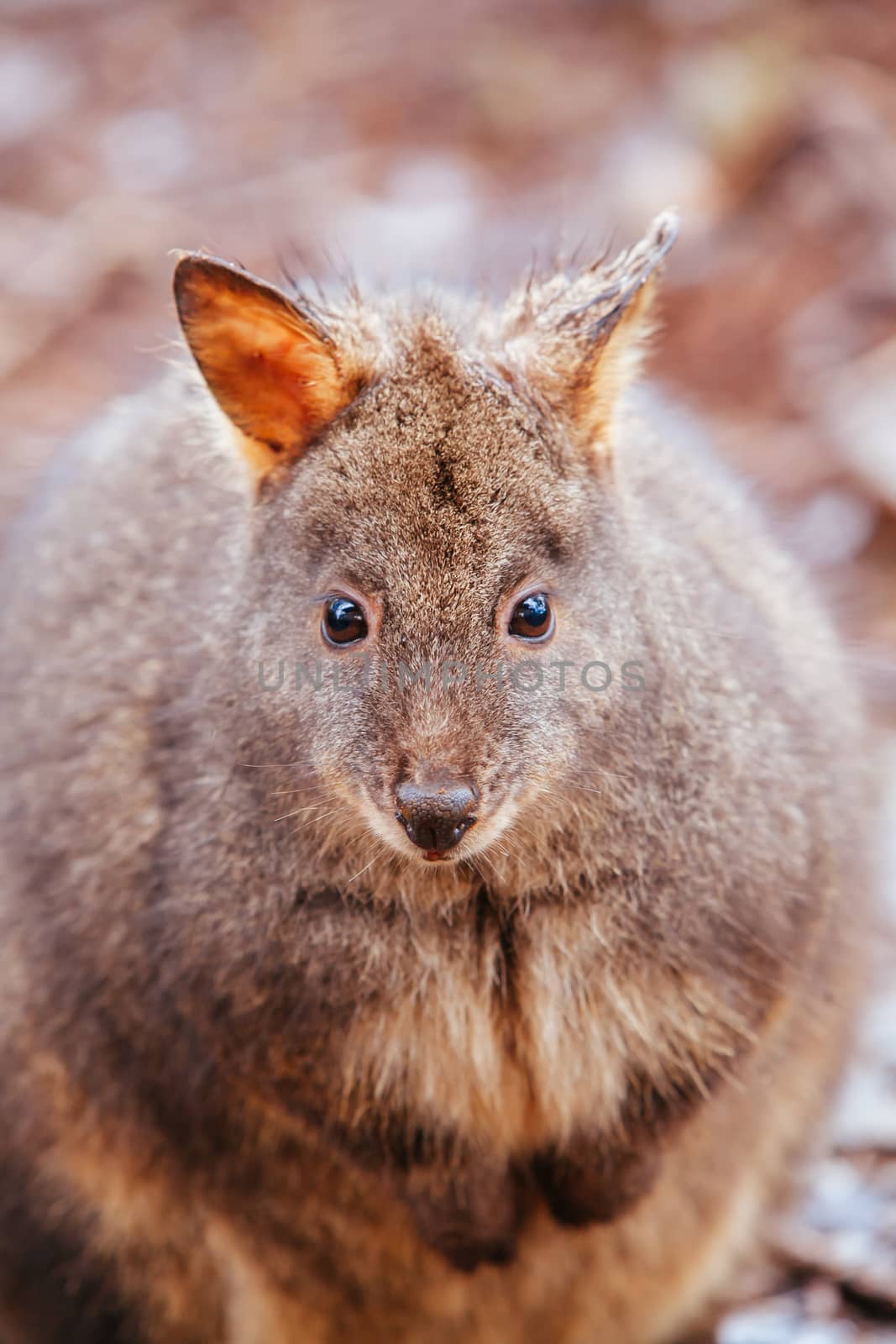 A Pademelon looks for food near Cradle Mountain, Tasmania, Australia