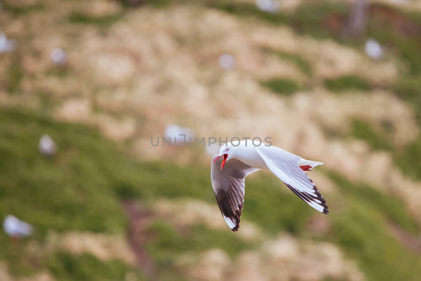 A seagull watches over its nest in Phillip Island, Victoria, Australia