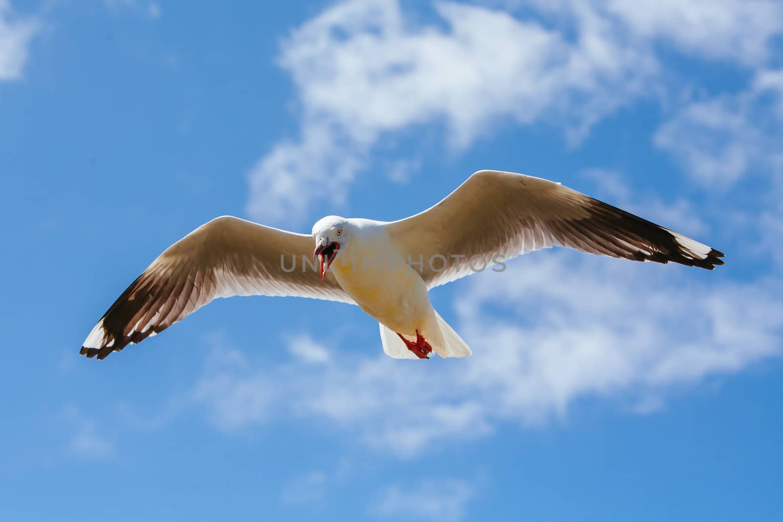 A seagull watches over its nest in Phillip Island, Victoria, Australia