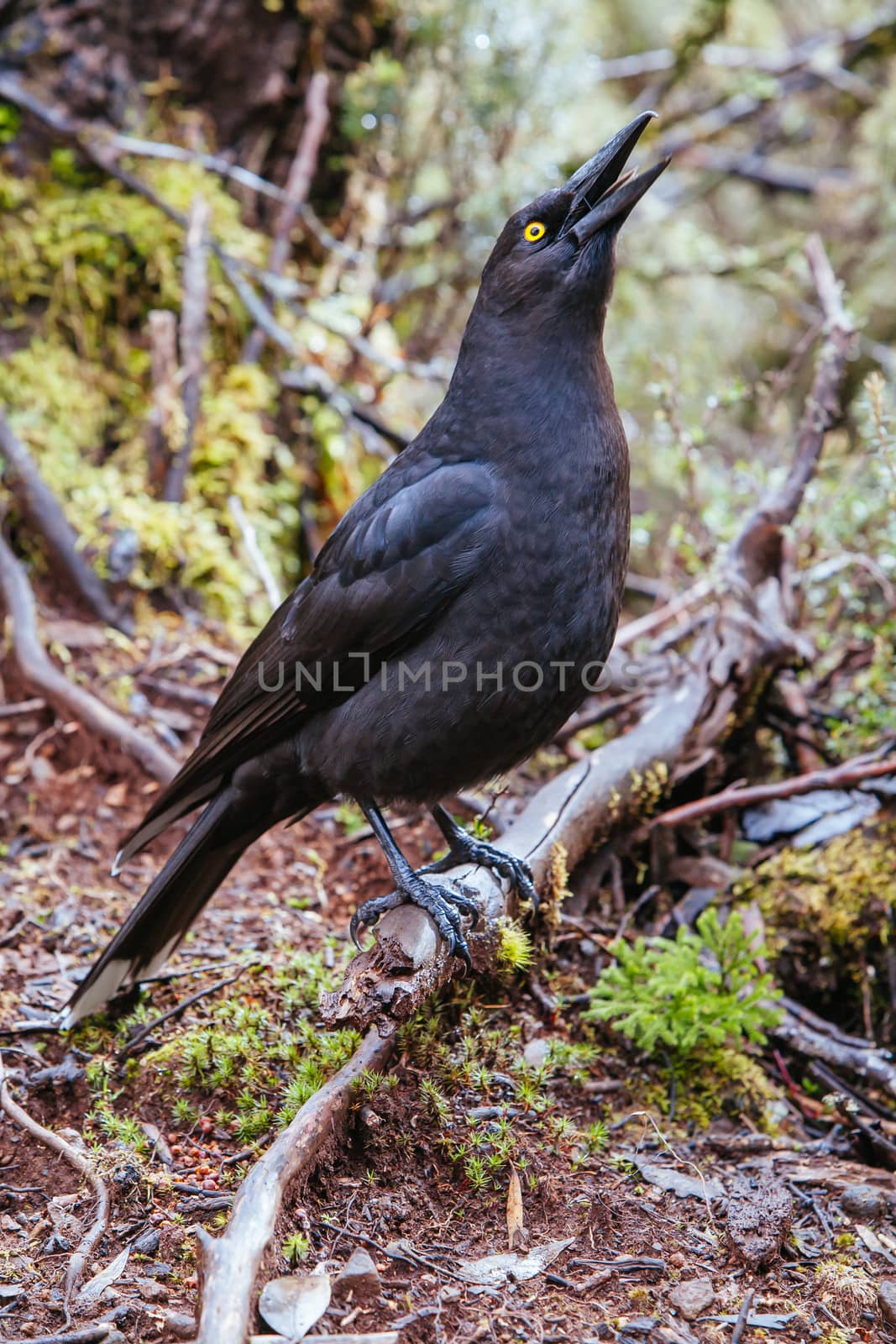 A Black Currawong near Cradle Mountain, Tasmania, Australia