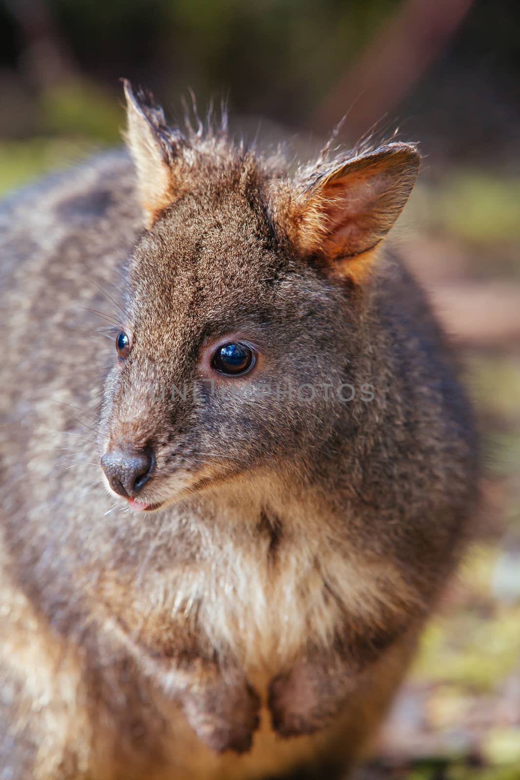 A Pademelon in Tasmania Australia by FiledIMAGE