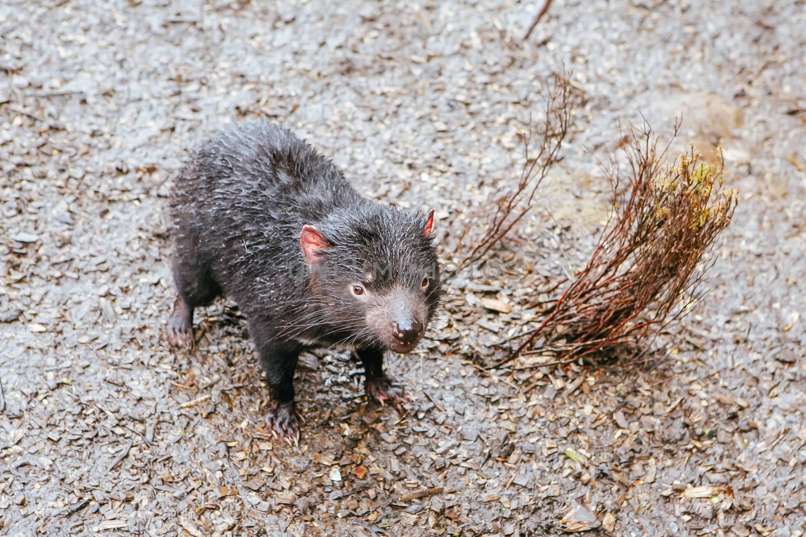 An inquisitive Tasmanian Devil in Cradle Mountain, Tasmania, Australia