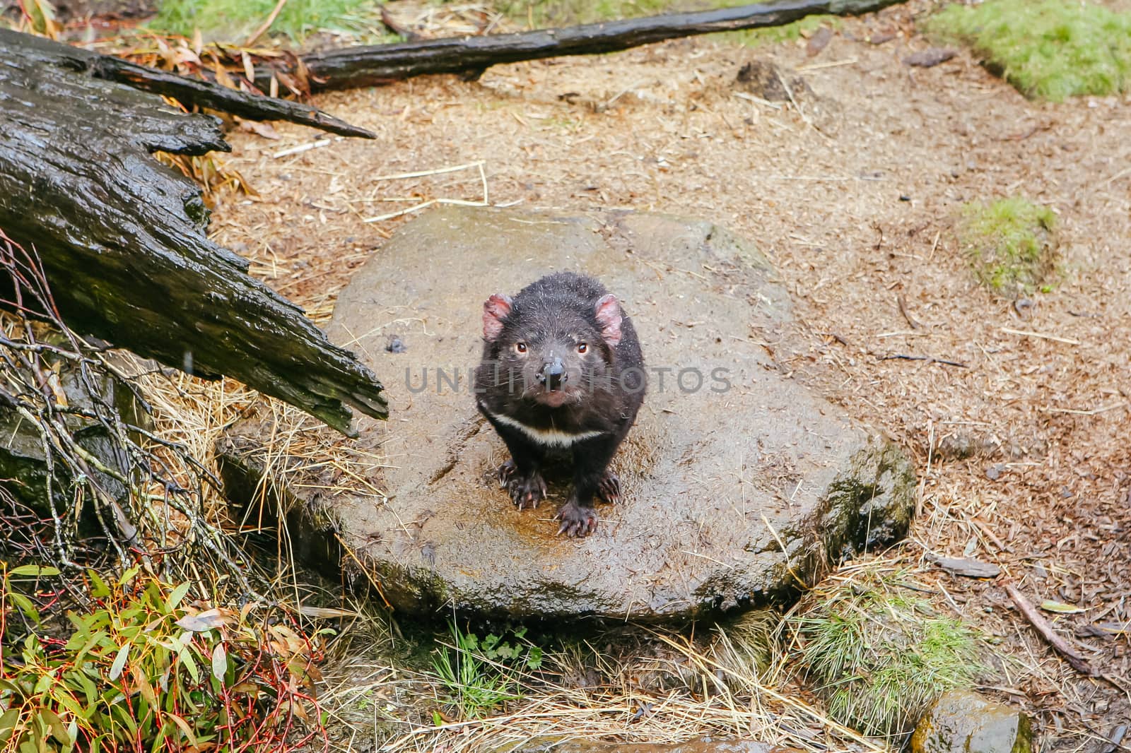 An inquisitive Tasmanian Devil in Cradle Mountain, Tasmania, Australia