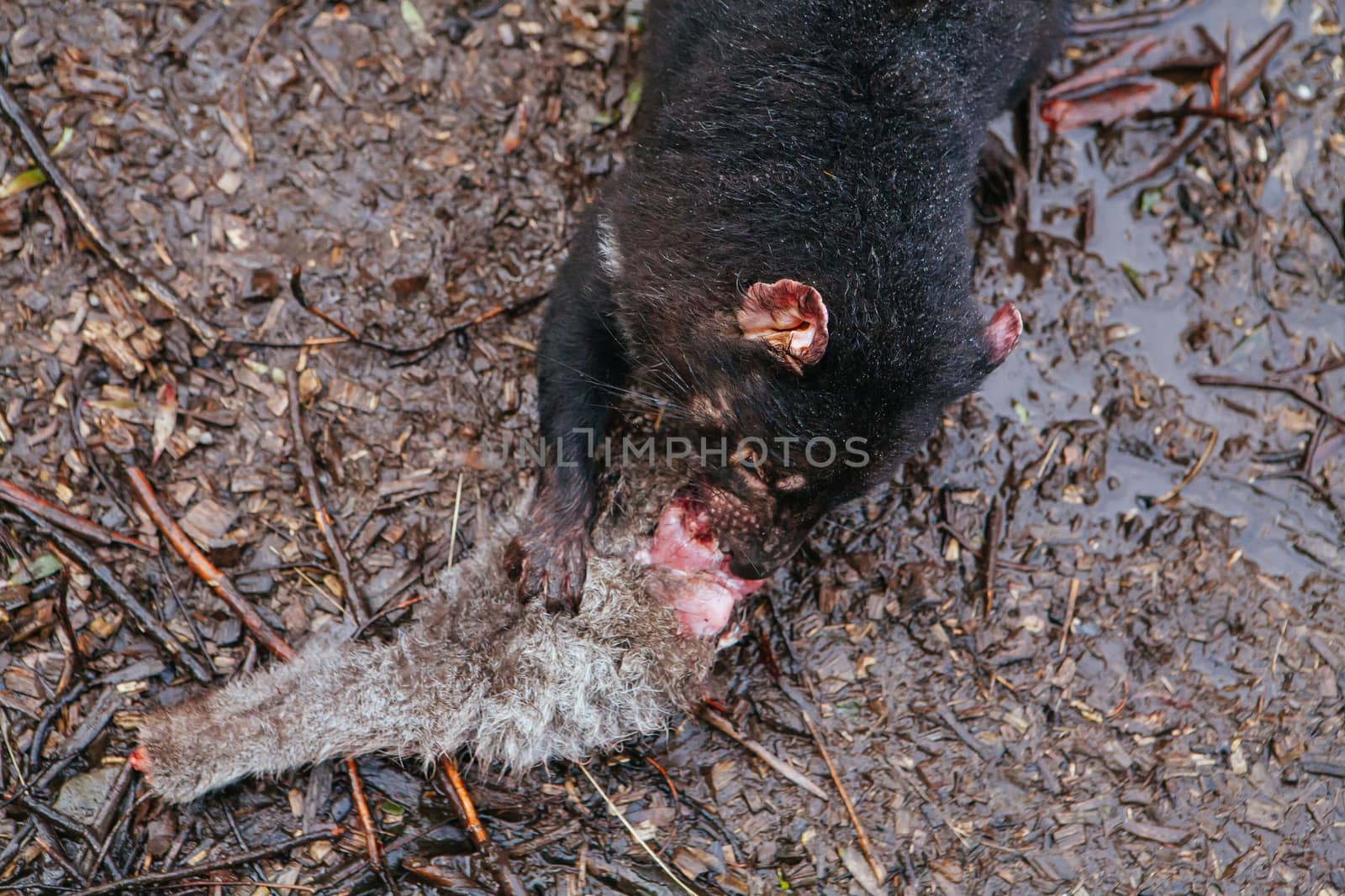 A Tasmanian Devil eats its prey in Cradle Mountain, Tasmania, Australia