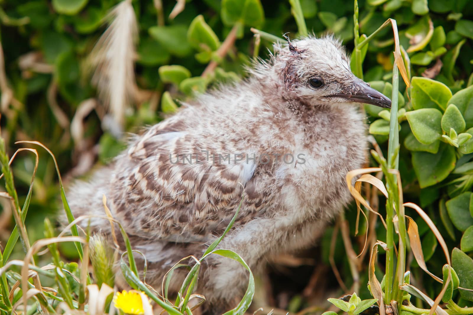 A newborn baby seagull in the wild at Phillip Island, Victoria, Australia
