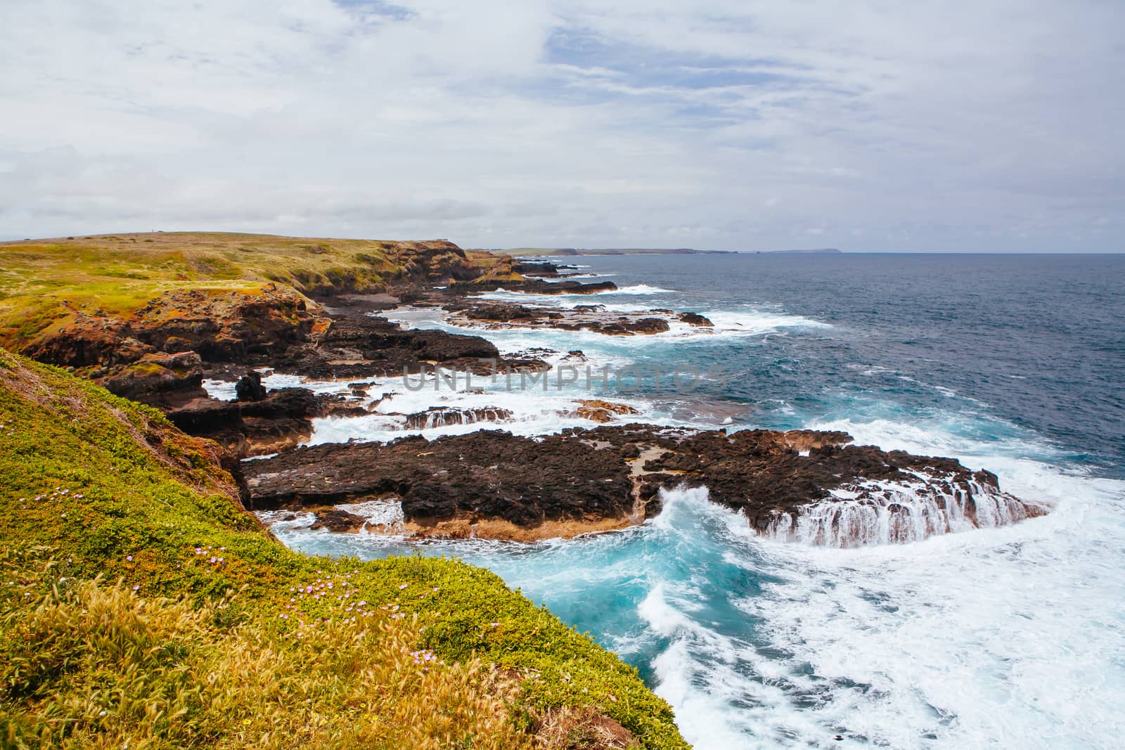 The Nobbies and surrounding landscape during mating season for seagulls on a warm spring day in Philip Island, Victoria, Australia