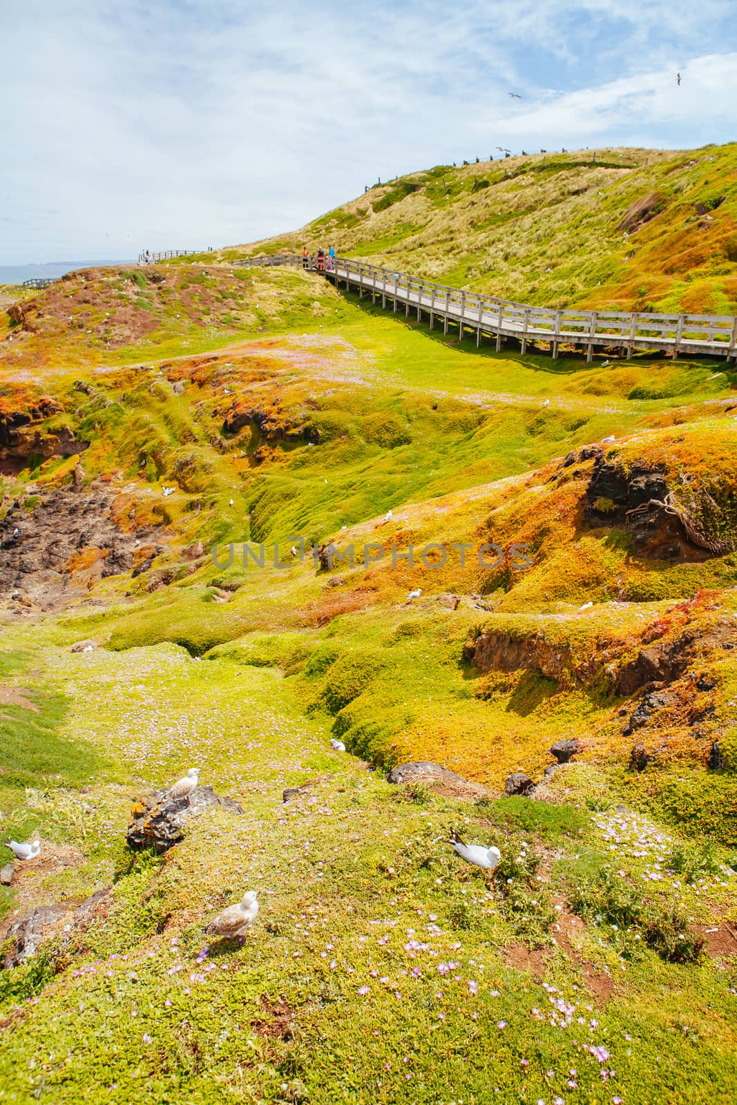 The Nobbies Landscape at Philip Island by FiledIMAGE