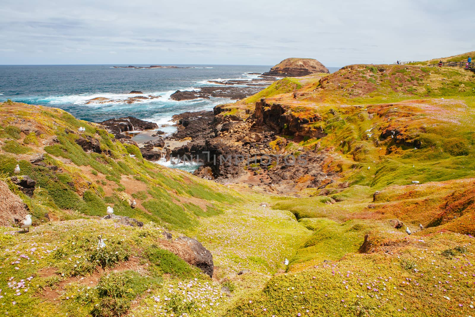 The Nobbies and surrounding landscape during mating season for seagulls on a warm spring day in Philip Island, Victoria, Australia