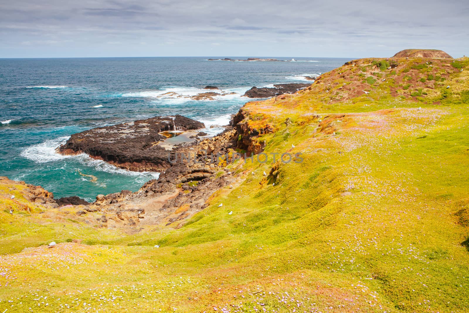 The Nobbies and surrounding landscape during mating season for seagulls on a warm spring day in Philip Island, Victoria, Australia