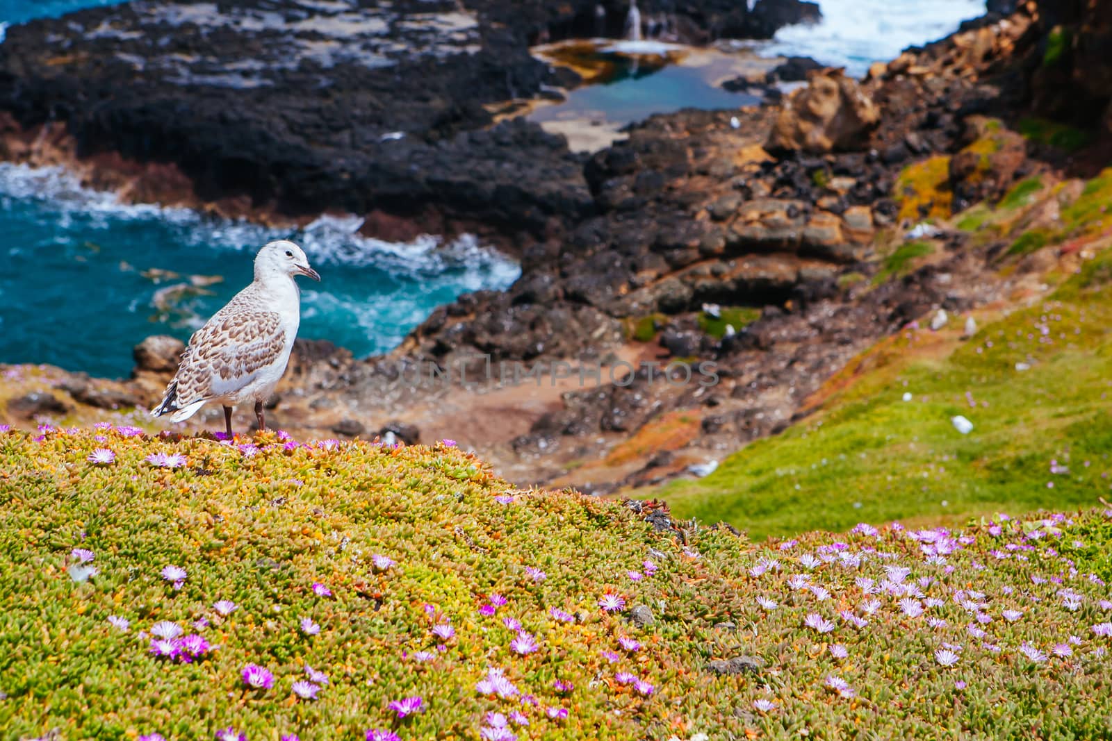 The Nobbies and surrounding landscape during mating season for seagulls on a warm spring day in Philip Island, Victoria, Australia