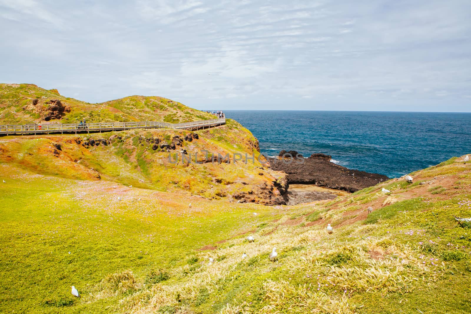 The Nobbies and surrounding landscape during mating season for seagulls on a warm spring day in Philip Island, Victoria, Australia