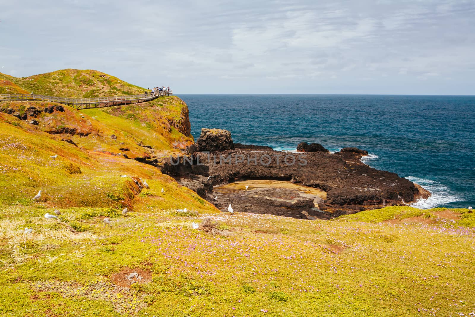 The Nobbies and surrounding landscape during mating season for seagulls on a warm spring day in Philip Island, Victoria, Australia