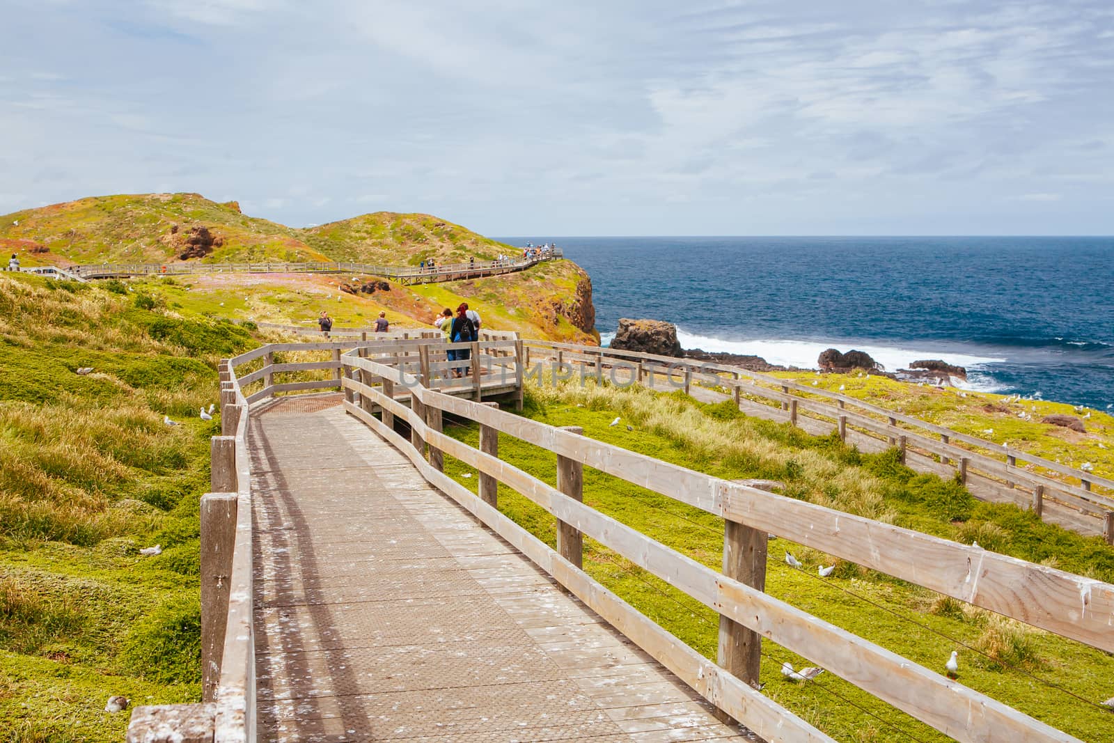 The Nobbies and surrounding landscape during mating season for seagulls on a warm spring day in Philip Island, Victoria, Australia