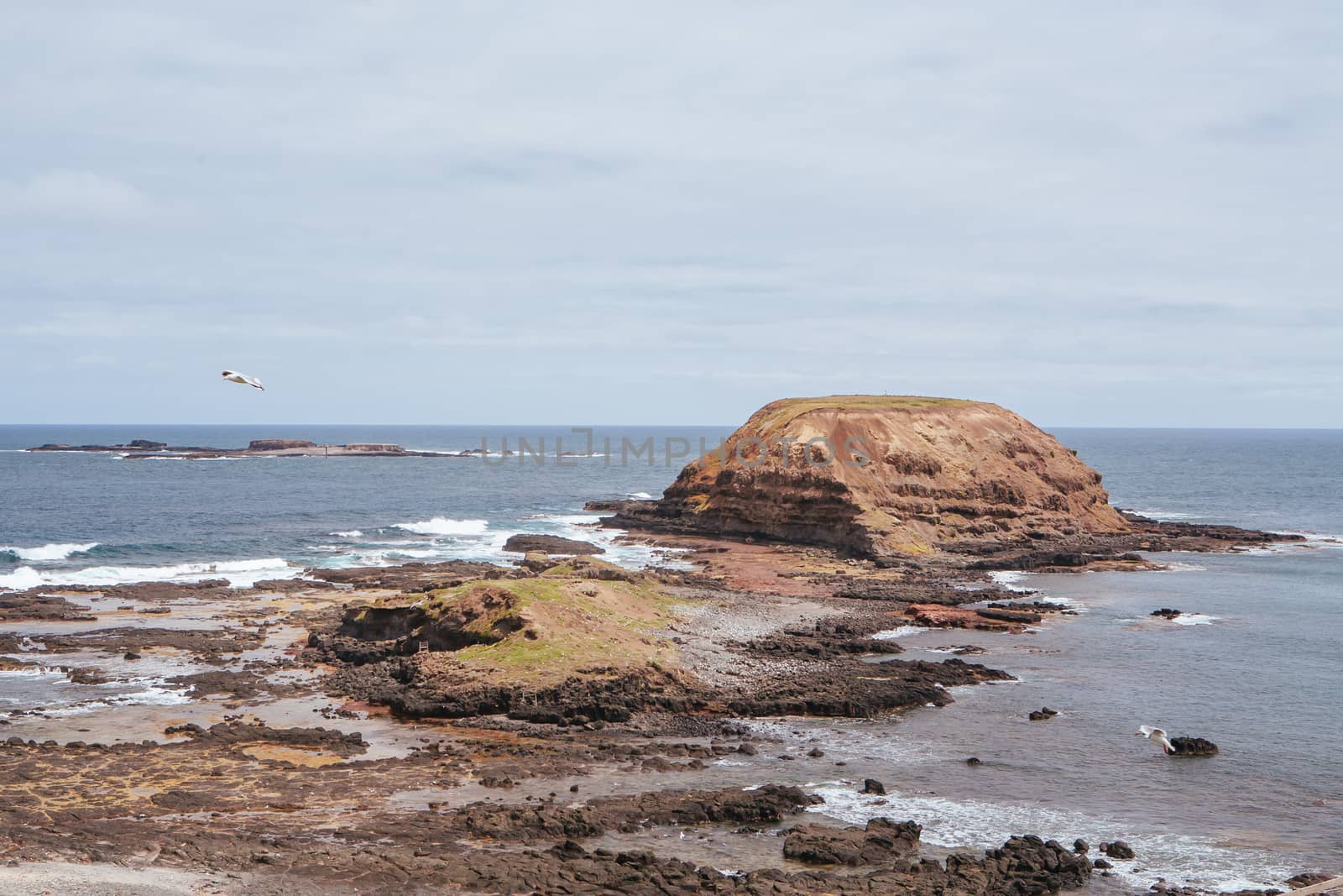 The Nobbies and surrounding landscape during mating season for seagulls on a warm spring day in Philip Island, Victoria, Australia