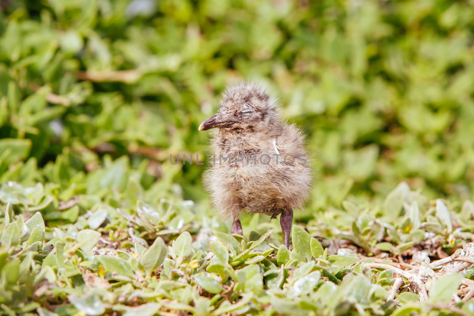 A newborn baby seagull in the wild at Phillip Island, Victoria, Australia