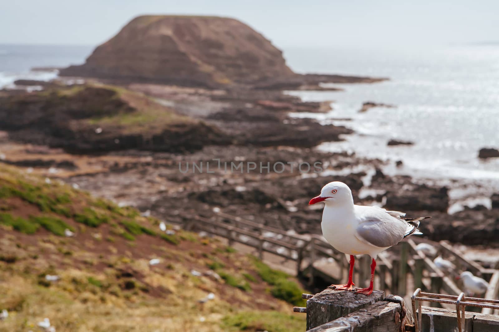 A seagull watches over its nest in Phillip Island, Victoria, Australia