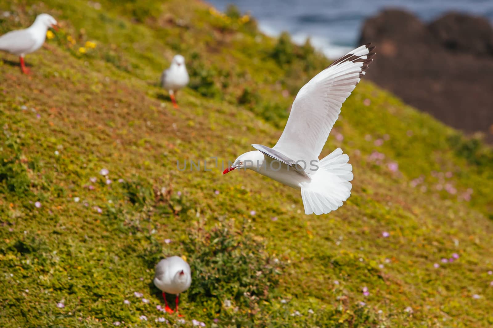 A seagull watches over its nest in Phillip Island, Victoria, Australia