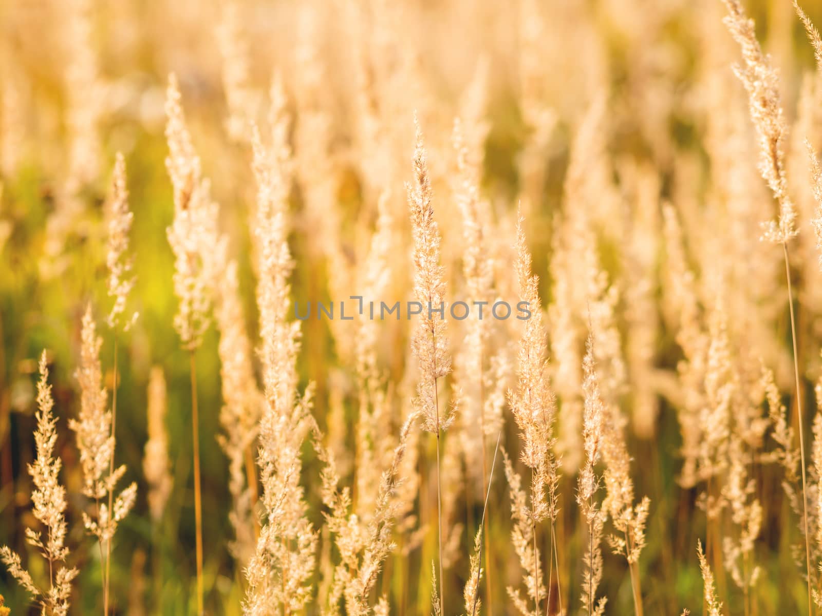 Natural autumn background with dried grass on field. Warm fall season. Sunset light.
