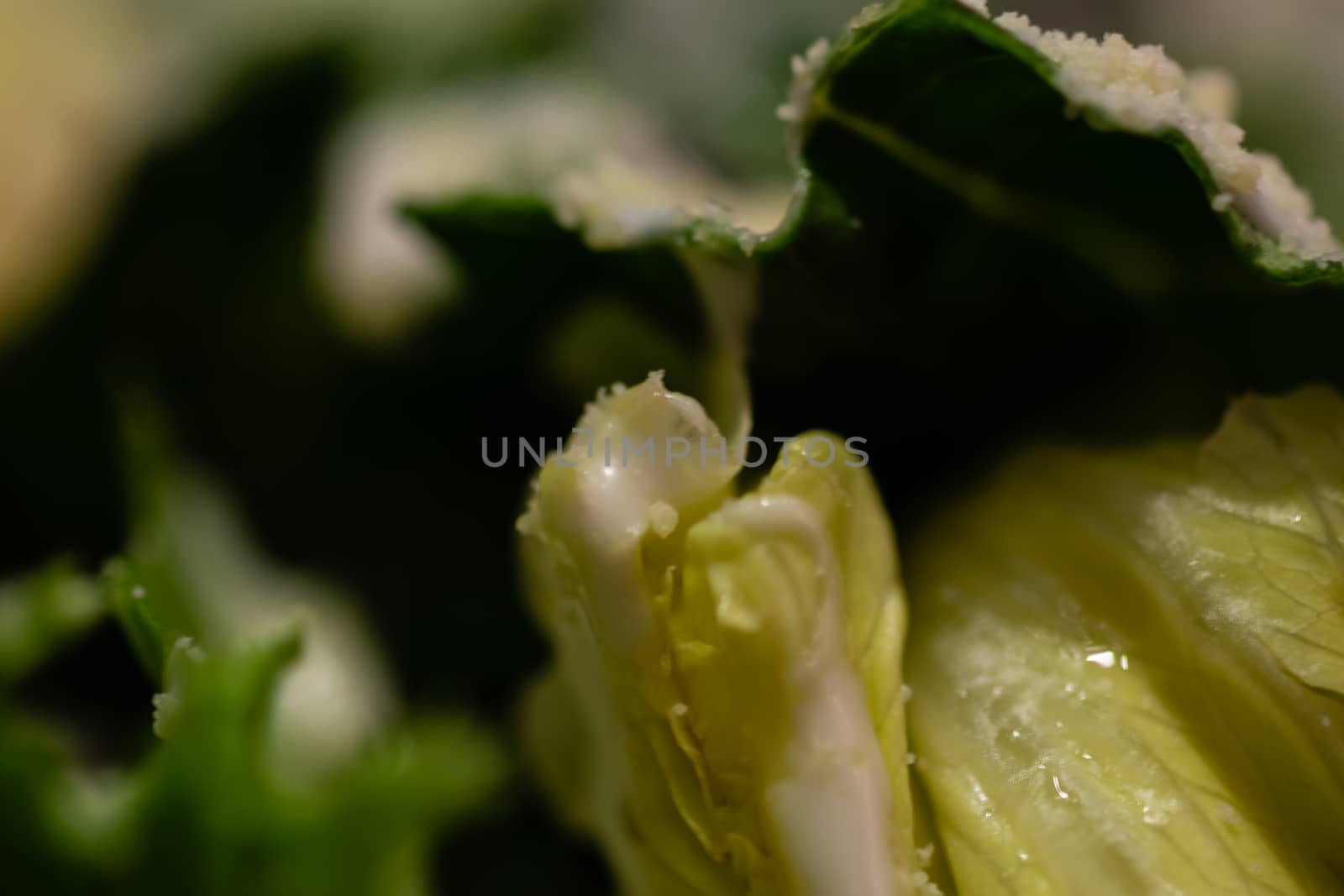 Macro close up of green salad by imagesbykenny
