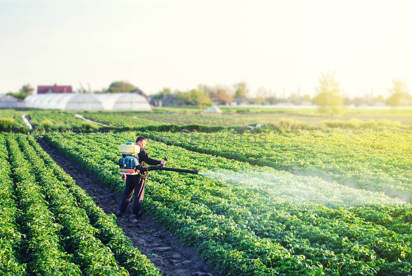 A farmer with a mist sprayer blower processes the potato plantation from pests and fungus infection. Protection and care. Fumigator fogger. Use of agriculture industrial chemicals to protect crops. by iLixe48