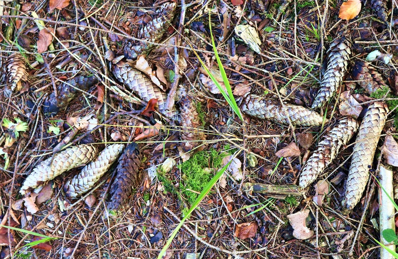 The ground in a forest with pine cones, moss, grass, pine needles, autumn leaves. Forest soil texture background.