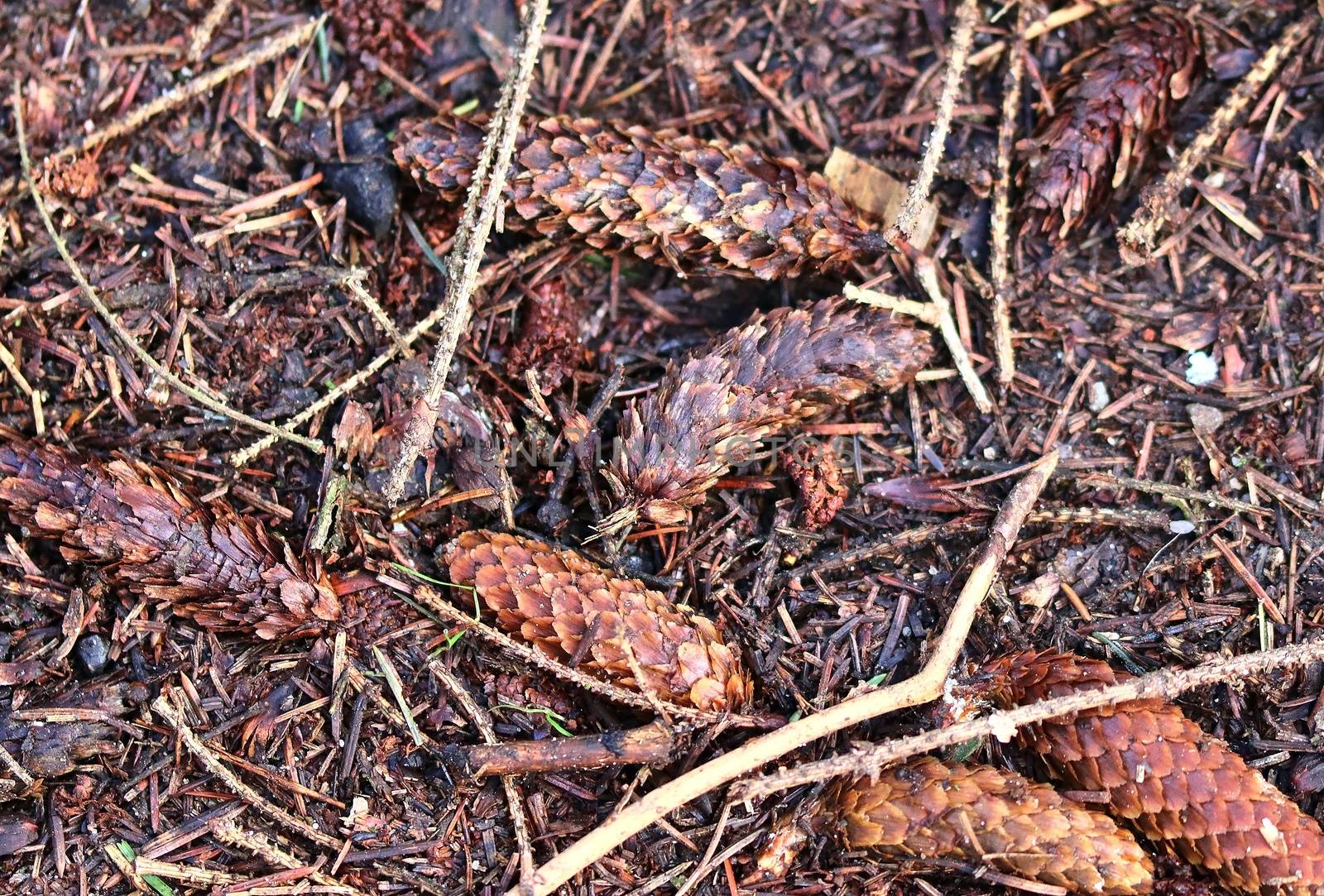 The ground in a forest with pine cones, moss, grass, pine needles, autumn leaves. Forest soil texture background.