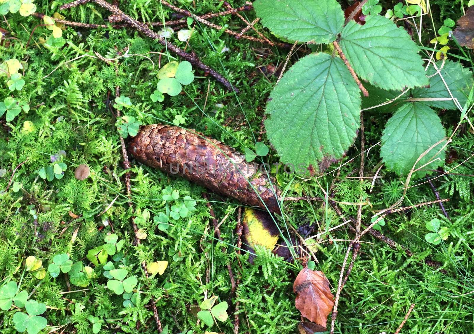 The ground in a forest with pine cones, moss, grass, pine needles, autumn leaves. Forest soil texture background.