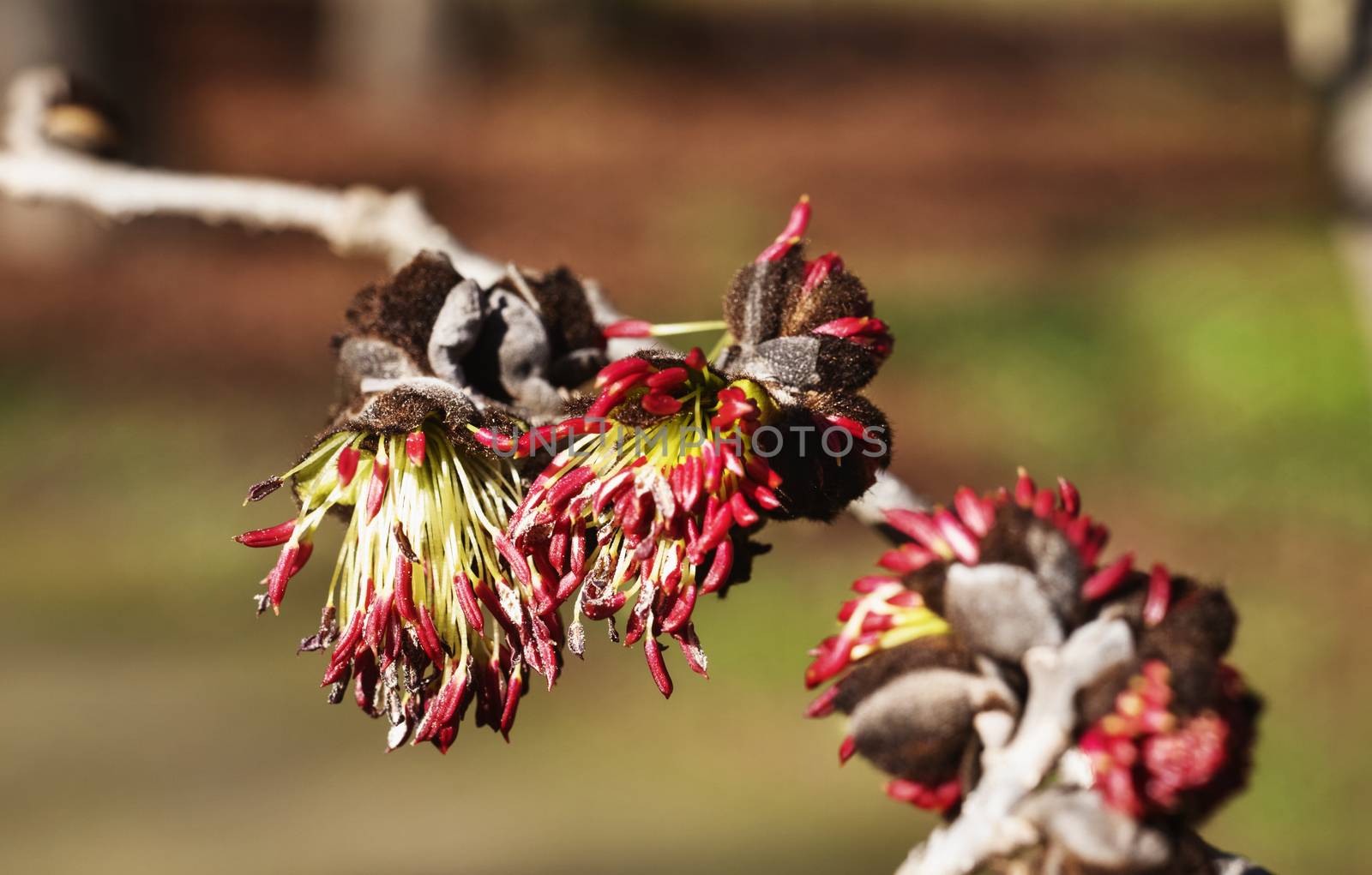 Bright red flowers of Persian ironwood -parrotia persica -in a bright sunny day  ,flowers  bloom during winter or spring time