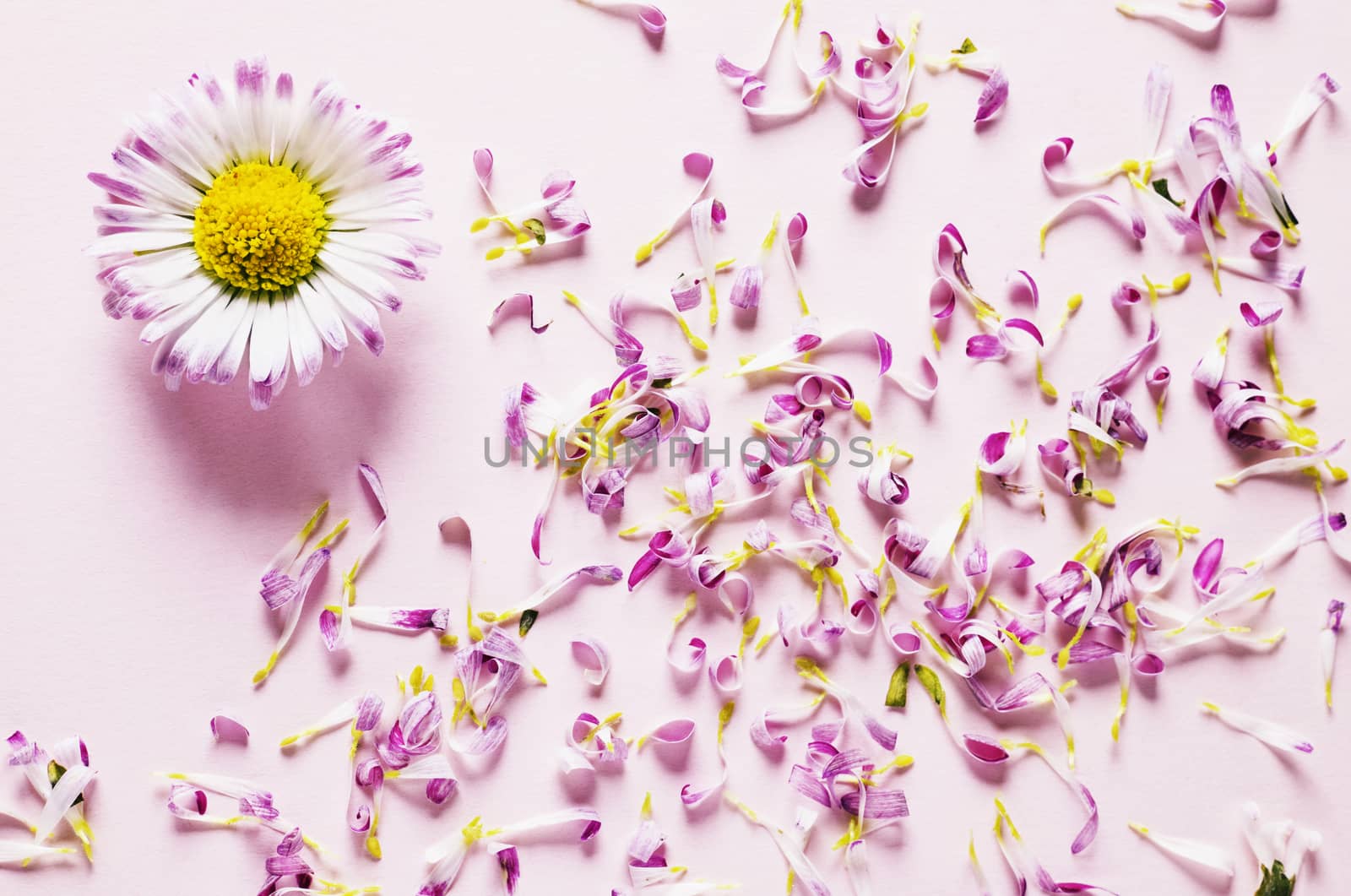 Daisy flower head with beautiful petals scattered throughout the colored background 