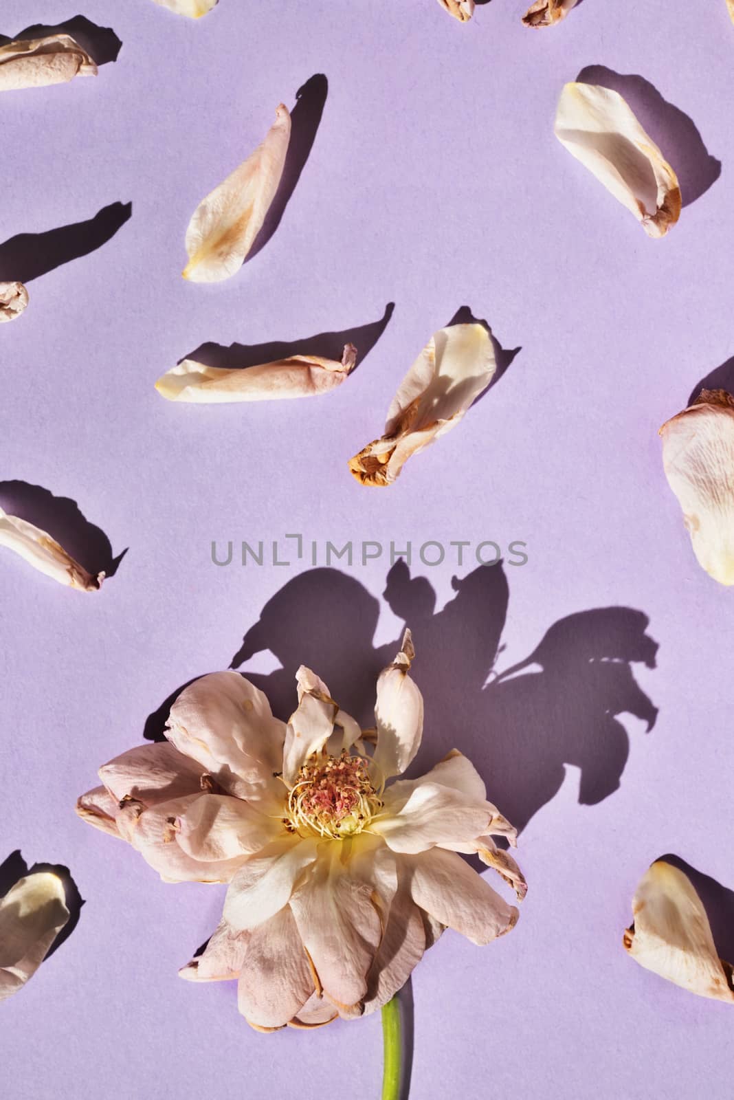 Dried pink rose on purple  background with  petals  all around , beautiful shadows ,macro lens