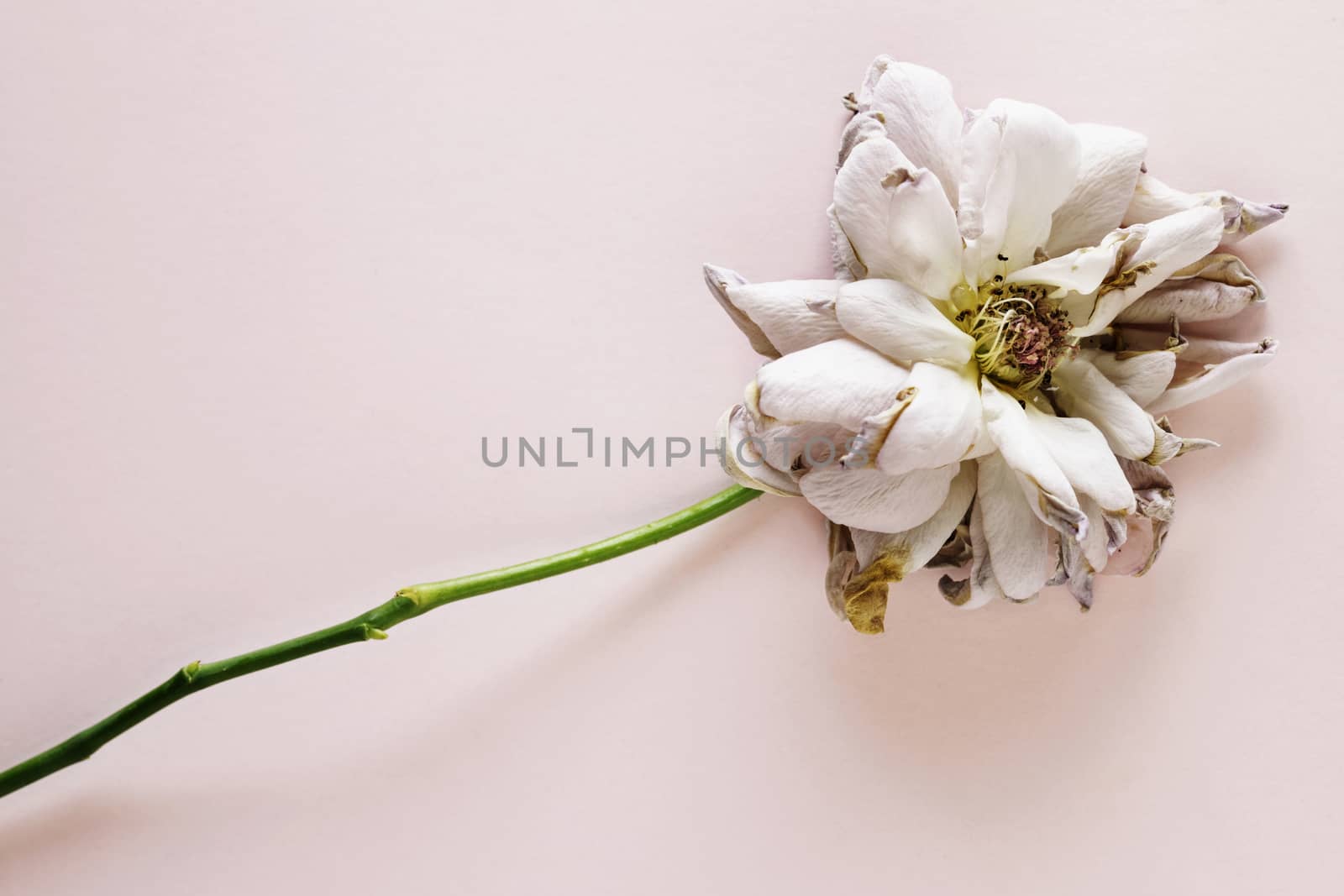 Dried pink rose with long stem on pink background , macro lens