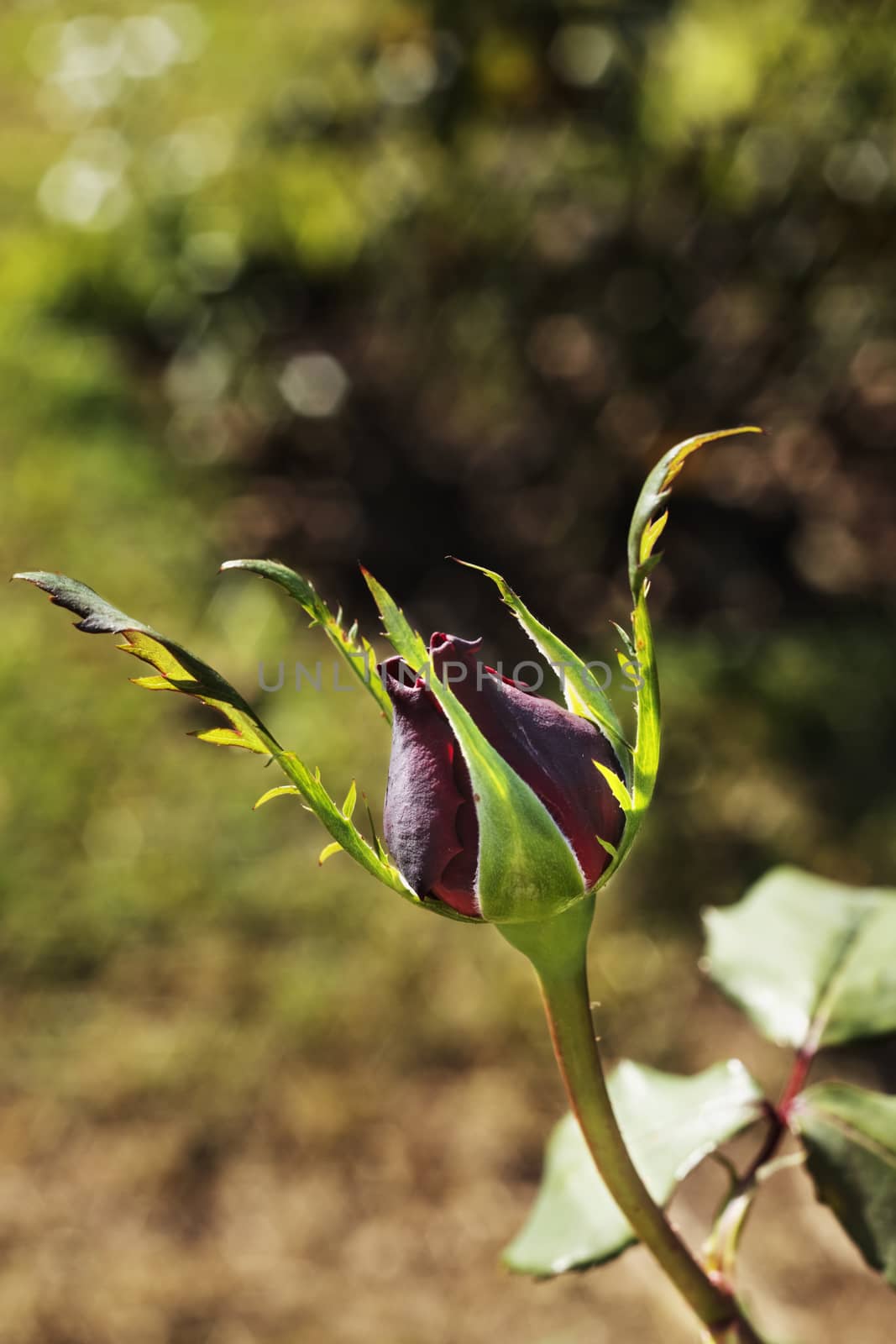 Bud of red rose by victimewalker